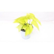 [골든플랜트]화산석 형광스킨 화산석스킨 스킨답서스 수경재배 스킨답서스키우기 청스킨 행잉플랜트 공기정화식물