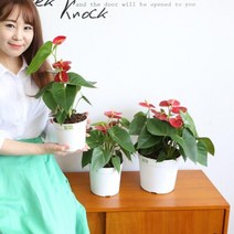 원형플라스틱미니 분갈이 화분15x14cm 소형 커버, 벤타샵화이트