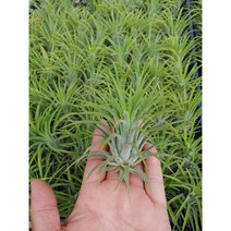 엉클팜(사은품 증정) 이오난사 대(7~10cm) 사이즈 틸란드시아