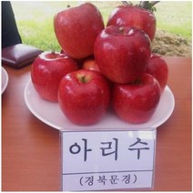 사과나무 아리수 사과 [접목1년 M26왜성대목] kjot, 1개