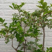 블루베리75 - 노지월동, 1개