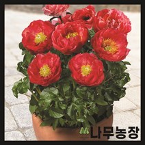 (나무농장) 왜성 향수작약(모스코우) 포트, 1개