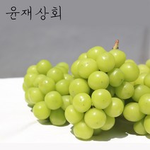 당도선별 샤인머스켓 망고포도 2kg (김천 경산 상주 영동), 4kg(4~8수)