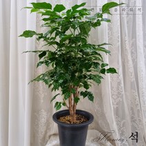 플라워석 녹보수(대박나무) 75~80cm 공기정화식물 키우기 쉬운 반려식물 포트화분