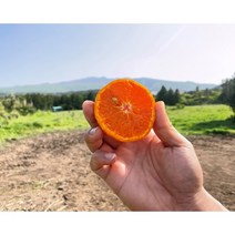 제주도 당산비 갑 새콤달콤 카라향 3kg 5kg 10kg (못난이) 카라향 추가, 카라향 가정용 10kg