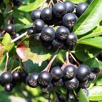 아로니아나무 묘목 블랙초크베리 실생1년 뿌리 특묘 10개