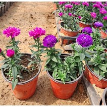 [이삽저삽] 아스타국화 꽃모종(10개/칼라포트) 분홍 보라 (2종) 색상선택/ 아스타꽃모종 개화꽃 겹아스타꽃 다년생 야생화/ 2색상, 보라(10개/칼라포트), 12개