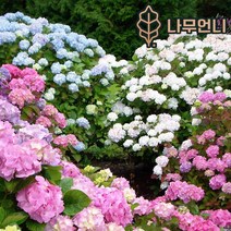 정원수국 나무언니, 엘에이드림 10치화분