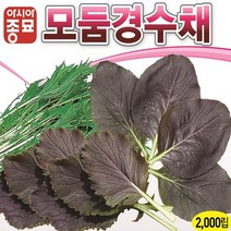 상추씨앗 모둠경수채 2000립 샐러드종자×990PL, 본상품선택
