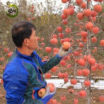 맛가득 청송사과 홍로 2.5kg 5kg, 청송사과 2.5Kg(8-12과), 1개