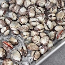 벌교 꼬막 장도꼬막 1kg 새꼬막 여자만 꼬막 활꼬막 싱싱한꼬막 꼬막비빔밥 꼬막무침, 1.꼬막 1kg