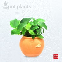 수초-항아리 포트 아누비아스 나나-어항 수족관 수중식물, 없음