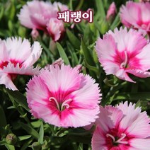 뿌리로템원예종묘_패랭이 사계 상록 포트 꽃 지피식물 야생화 노지월동, 사계패랭이 포트 10개