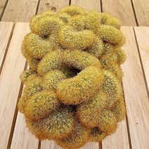 가시로 둘러싸인 황금사 철화 실내 다육식물1-70 랜덤발송, 단품