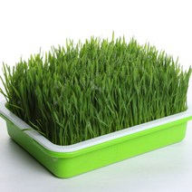 새싹 채소 키우기 보리 밀 수경 재배 쌈 캣그라스 반려식물 베이비, 새싹재배기