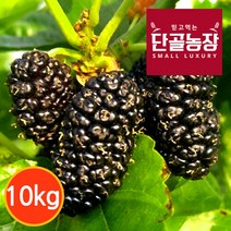프레시데이 [단골농장] 내장산 토종 오디 생과 정품 10kg (급냉), 상세 설명 참조, 상세 설명 참조, 1