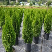 에메랄드그린 120L포트 조경수 정원수 울타리 나무 묘목 포트 네덜란드 수입모종