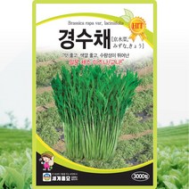 경수채 씨앗 경수채 씨 종자 3000립, 단품