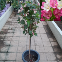 (D소망)삼색병꽃 (7치 화분) 1그루