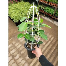 50~70cm 넝쿨마다가스카르 자스민 대품 209