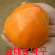 왕대봉 나무 접1년특 1그루 감나무 묘목 나무묘목 과일나무 유실수