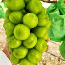 [명절전출고마감] 경북 상주 고당도 망고포도 샤인머스캣 2kg(4수), 단품