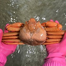 자연맛남 [울진홍게] 먼 바다조업 울진 후포 박달홍게 4kg(생물/10-12마리)