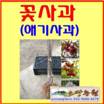 (G소망)꽃사과(애기사과)묘목 접목1년 4그루