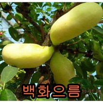 백화으름2년포트묘 2그루 묘목 나무묘목 으름나무