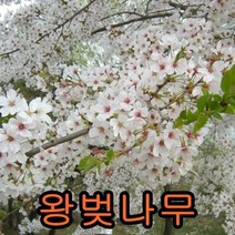 왕벚나무접1년생5그루.묘목.나무묘목.유실수.꽃나무.과실수.자두 왕벚나무