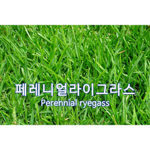 페레니얼라이그라스 1kg 조경용 양잔디씨앗