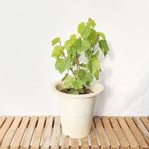 산 머루 포도 결실주 과일 나무 묘목 유실수 과실수 화분 키우기