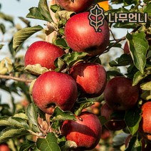 사과나무 유실수 정원수 나무언니, 미니사과(루비에스) R4cm 결실주