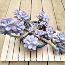 붉은 아메치스 특대품 예쁜 다육 식물 랜덤1-600, 단품