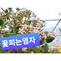 한국의염생식물 추천 TOP 40