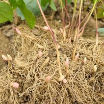 파릇파릇 음양곽 삼지구엽초모종 10주1상품/ 백세시대 무한질주 화분 베란다 옥상 화단 나무그늘 재배