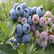 착한가격 나무생각 / 블루베리/ 듀크 / 삽목2년 / 포트묘, 주