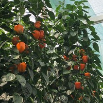 자연식탁 [산지직송]전북 익산 가정용 파프리카1kg/2kg, 가정용 파프리카 5kg(35-40개)