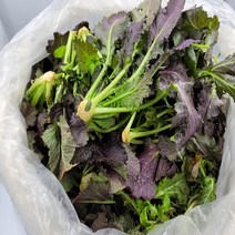 홍갓 조선갓 홍갓 4kg 내외 1관 발품장터