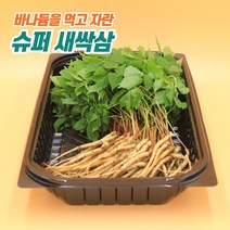 봄 제철 샐러드용 바나듐 슈퍼 새싹삼 아기삼 1년근 100뿌리 길이 20cm