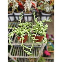 식물공장 무배특가 2개발송 바나나 콩난 소품 반려식물 다육이 10-20cm 32, 1개