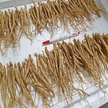 2년근 가을삼 새싹인삼 묘삼 /새싹쌈용/ 1채(750g) (면세)