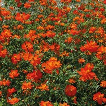 가드닝용 황화코스모스 레드 종자 20립 씨앗종류 전원주택마당꾸미기 절화