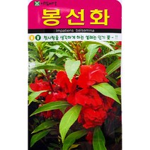 봉선화 봉숭아 꽃씨앗 500립