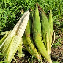 동강산들애 햇 미백 찰옥수수 상품(15cm이상), 찰옥수수 상품(15cm이상) 50개