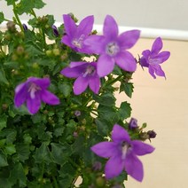 [용이네 화원] 동화속의 보라색 캄파눌라 089 화원 농원