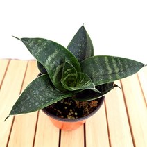 하니 산세베리아 키우기 쉬운 실내 거실 화초 가습 먼지먹는 식물, 단품