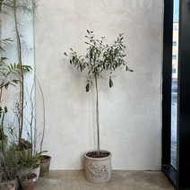 보편가든 올리브 140cm 천안 개업 화분 집들이 선물 카페 거실 식물