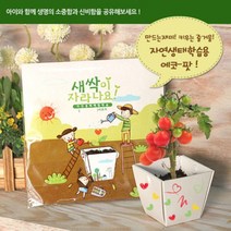 꿈쟁이 에코팟 자연생태학습용 허브바질, 단품