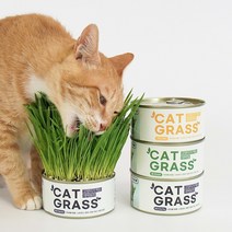 고양이수경재배 구매가이드